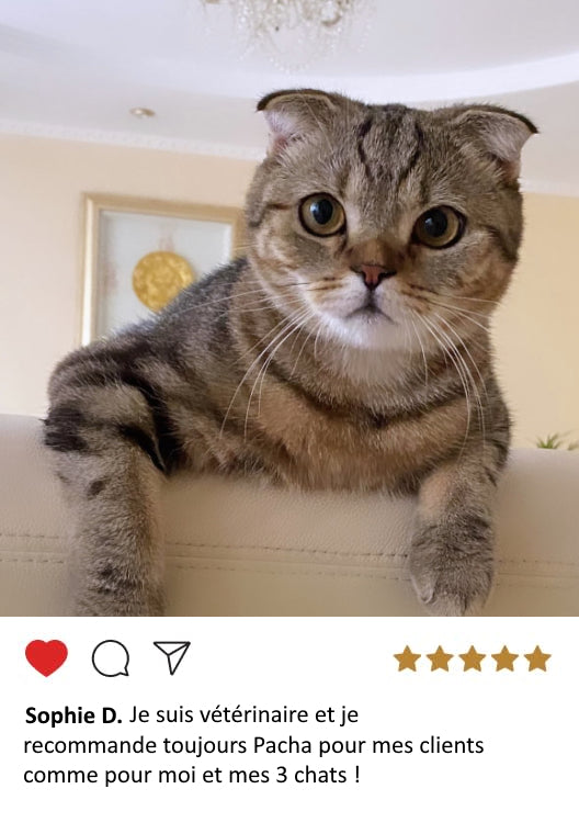 litière pour chat anti odeur
