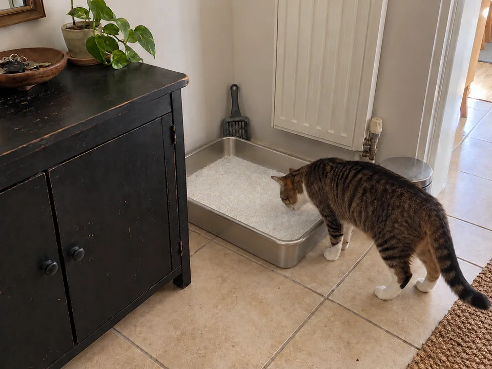 Un chat tigré qui renifle sa nouvelle litière au bord du bac