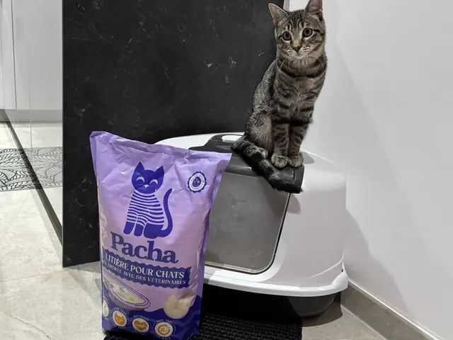 Photo partagée par un client Pacha : son chat à côté du sac