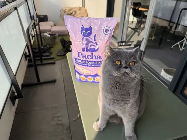 Photo partagée par un client Pacha : son chat à côté du sac