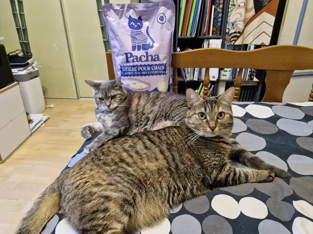 Photo partagée par un client Pacha : son chat à côté du sac