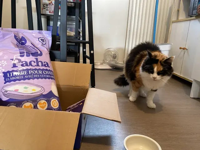 Photo partagée par un client Pacha : son chat à côté du sac