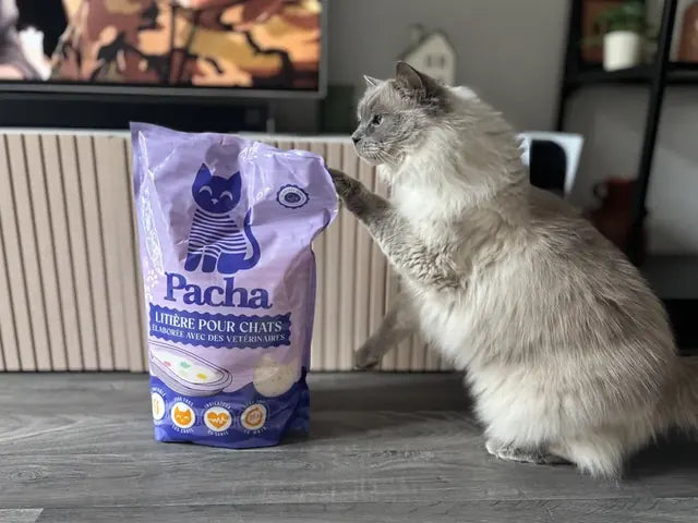 Photo partagée par un client Pacha : son chat à côté du sac