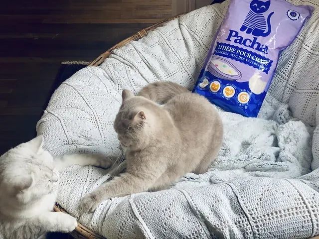 Photo partagée par un client Pacha : son chat à côté du sac