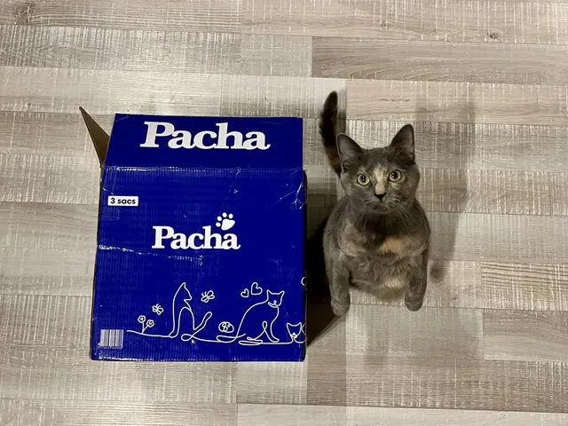 Photo partagée par un client Pacha : son chat à côté du sac